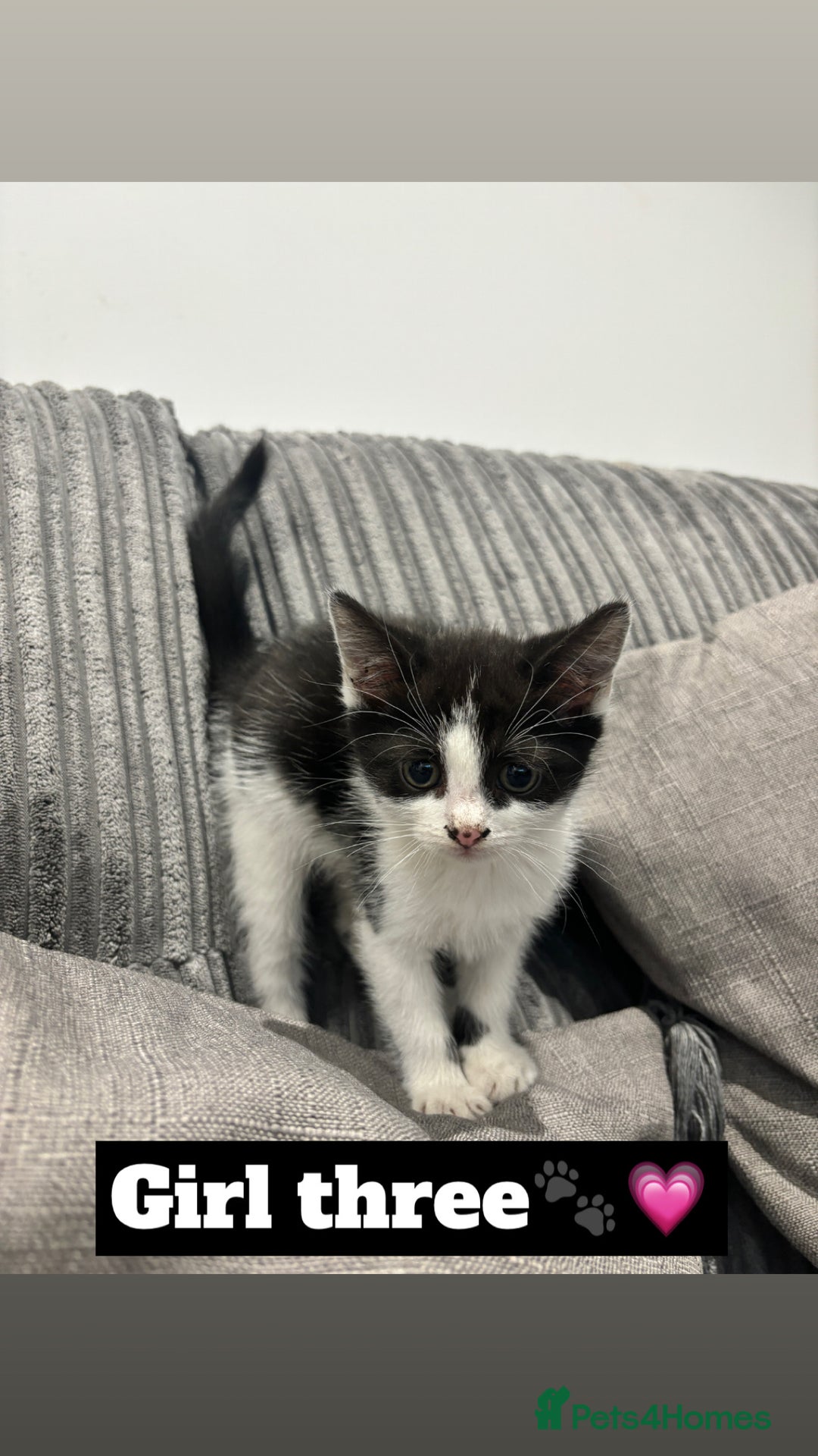 Mixed Breed cats for sale: 4 kittens - Image 4