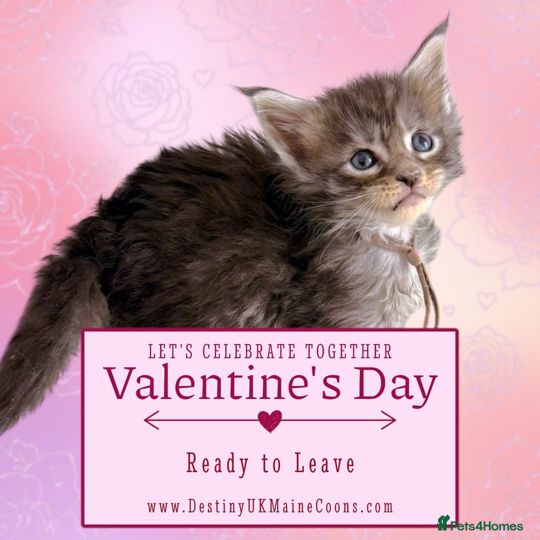 Maine Coon cats for sale: H Litter ready for  ** s Week - Advert 3