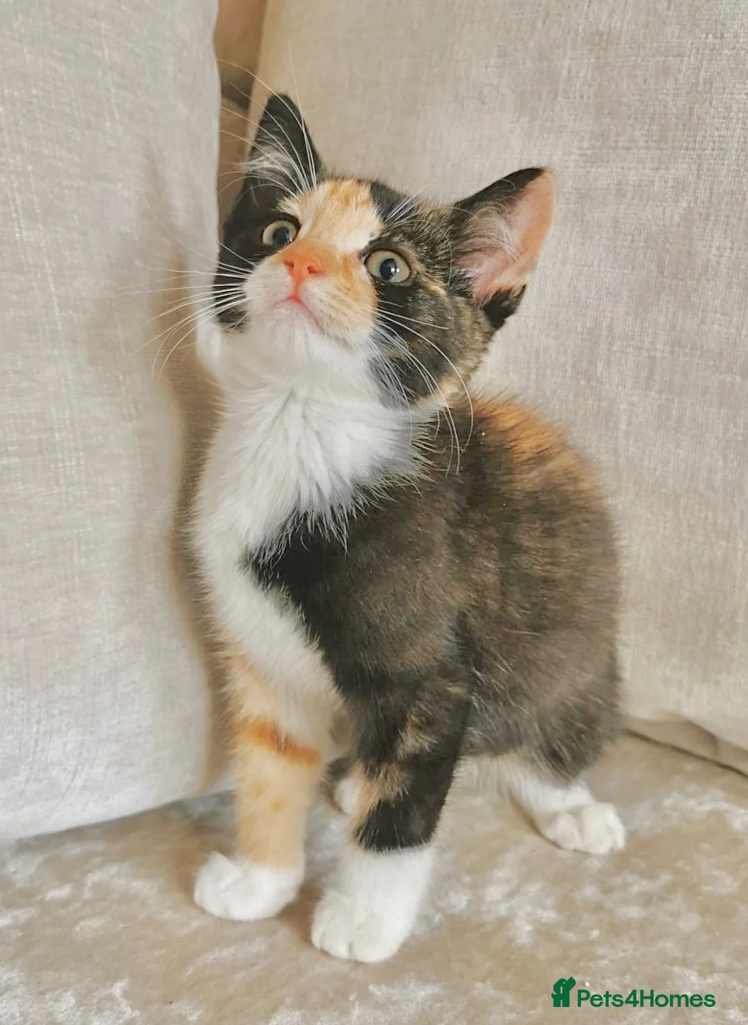 Mixed Breed cats for sale: Ragdoll X BSH Kittens - Advert 1