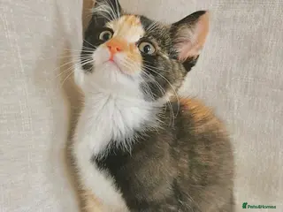 Mixed Breed cats Ragdoll X BSH Kittens - Advert 1