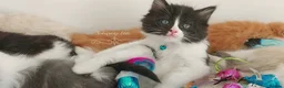 Ragdoll cats for sale: Beautiful cross Ragdoll/Persian 😻😻😻😻 - Advert 26