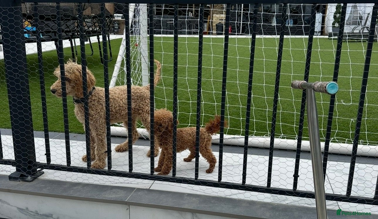 Toy Poodle dogs ✨ TINY TOY ✨ 2.5Kg✨KC ✨HEALTH TESTED ✨ - Advert 2