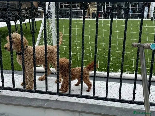 Toy Poodle dogs for stud: ✨ TINY TOY ✨ 2.2Kg ✨KC ✨HEALTH TESTED ✨ - Advert 2