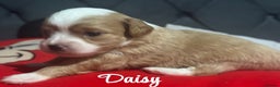 Chipoo dogs for sale: READY TO LEAVE THIS WEEK! Chipoo puppies - Advert 1