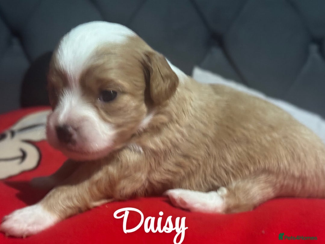 Chipoo dogs for sale: READY TO LEAVE THIS WEEK! Chipoo puppies - Advert 1