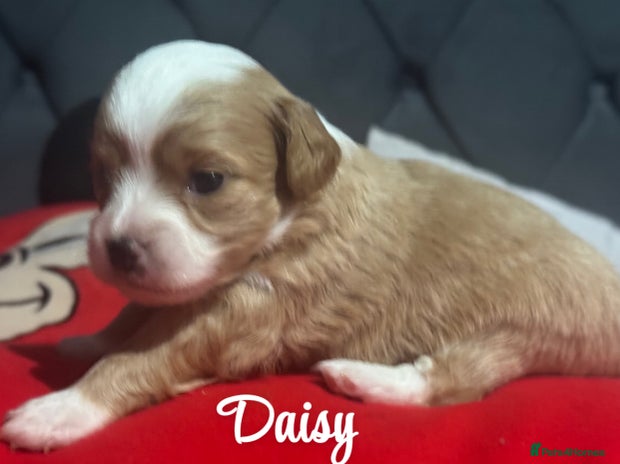 Chipoo dogs - Advert 1