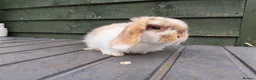 Mini Lop rabbits for sale: Beautiful Chocolate Tri doe  - Advert 4
