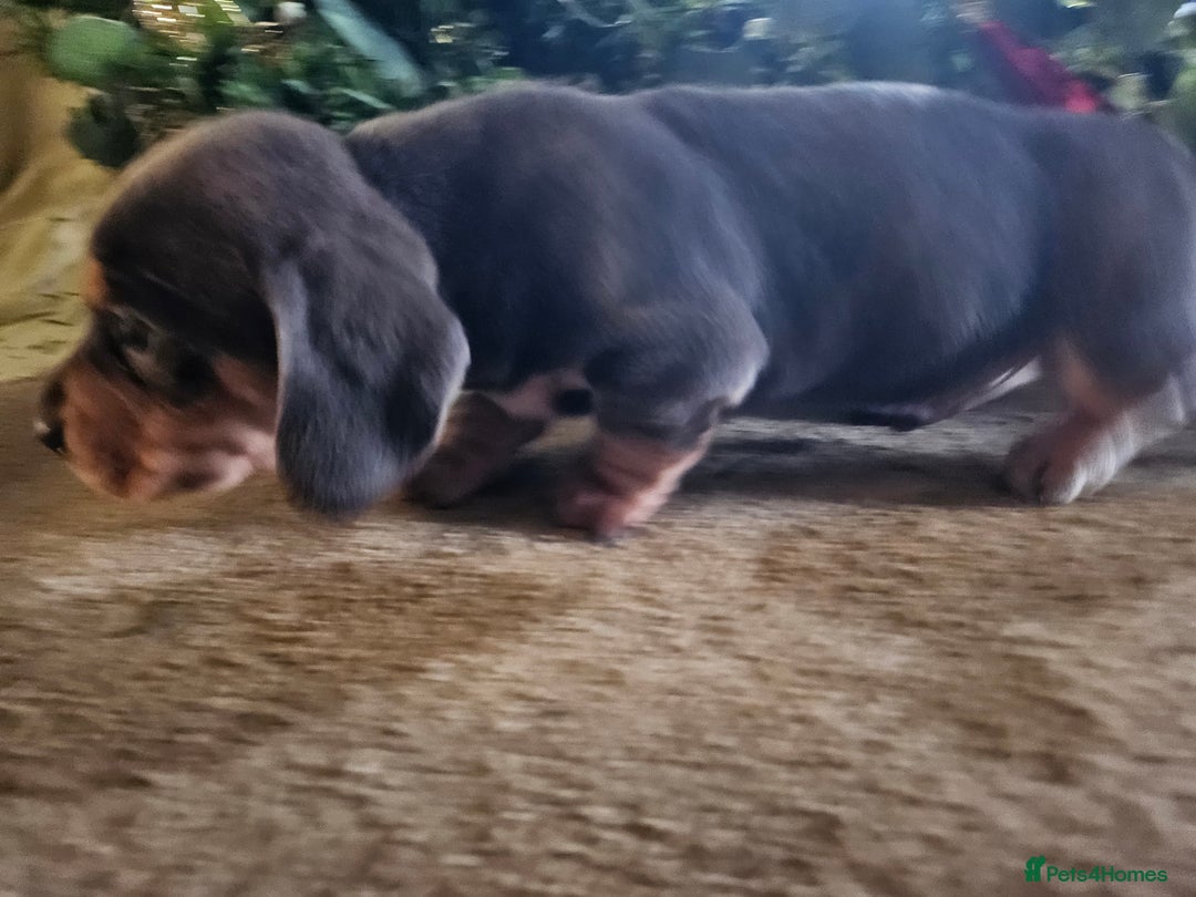 Miniature Dachshund dogs for sale: Kc registers mini smoothaired dachshund puppies - Advert 21