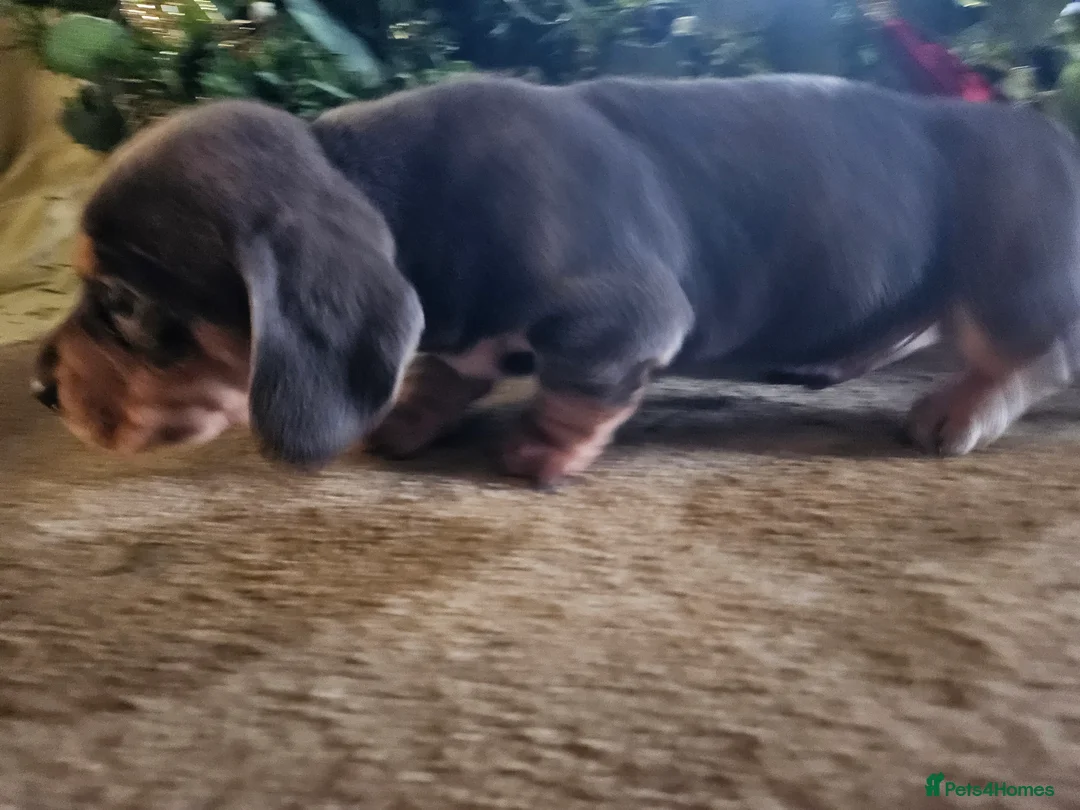 Miniature Dachshund dogs for sale: Kc registers mini smoothaired dachshund puppies - Advert 30