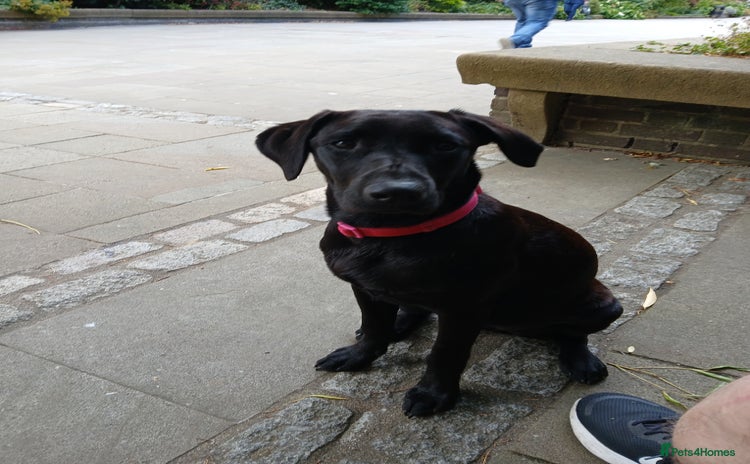 Labrador Retriever dogs - Advert 4