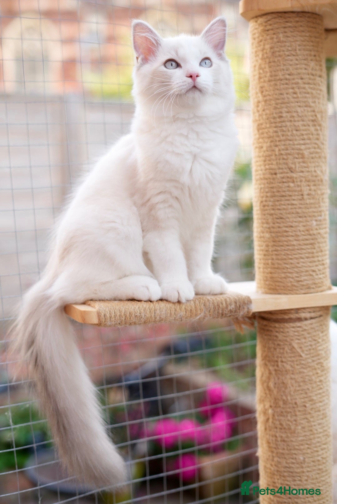 Ragdoll cats GCCF Registered Ragdoll kittens- 2 neutered boys - Advert 2