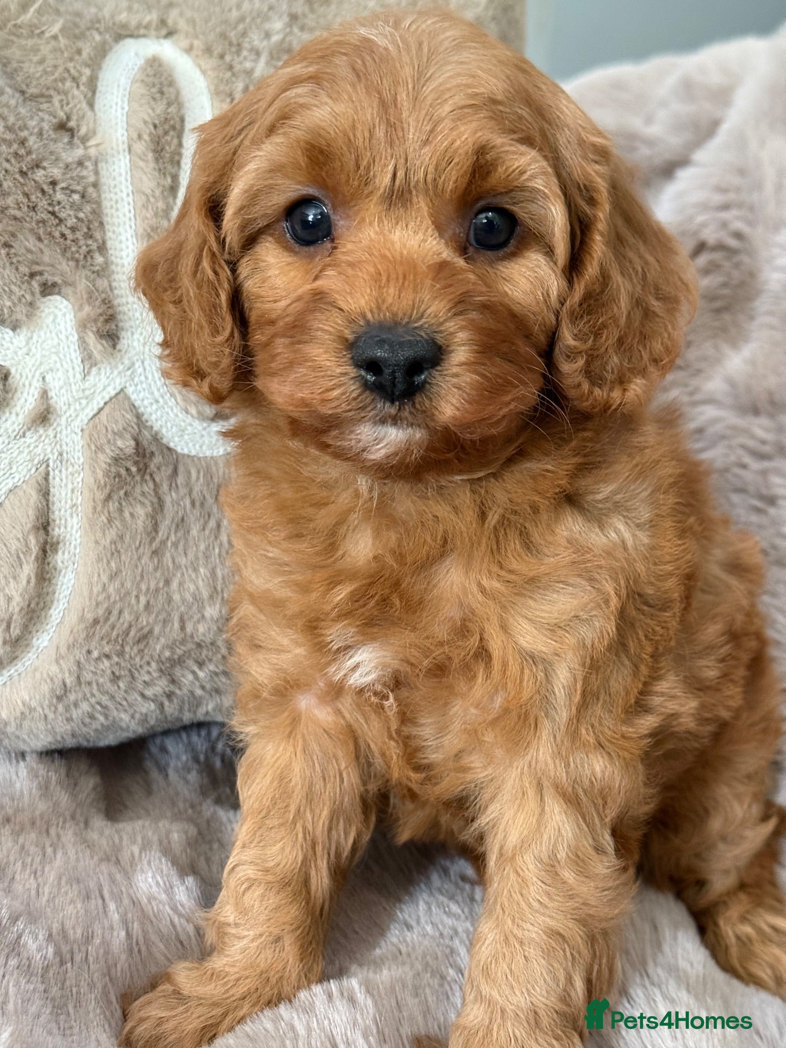 Cavapoo dogs F1 Cavapoo’s - Advert 2