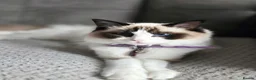 Ragdoll cats for sale: 2 lovable ragdolls - Advert 5