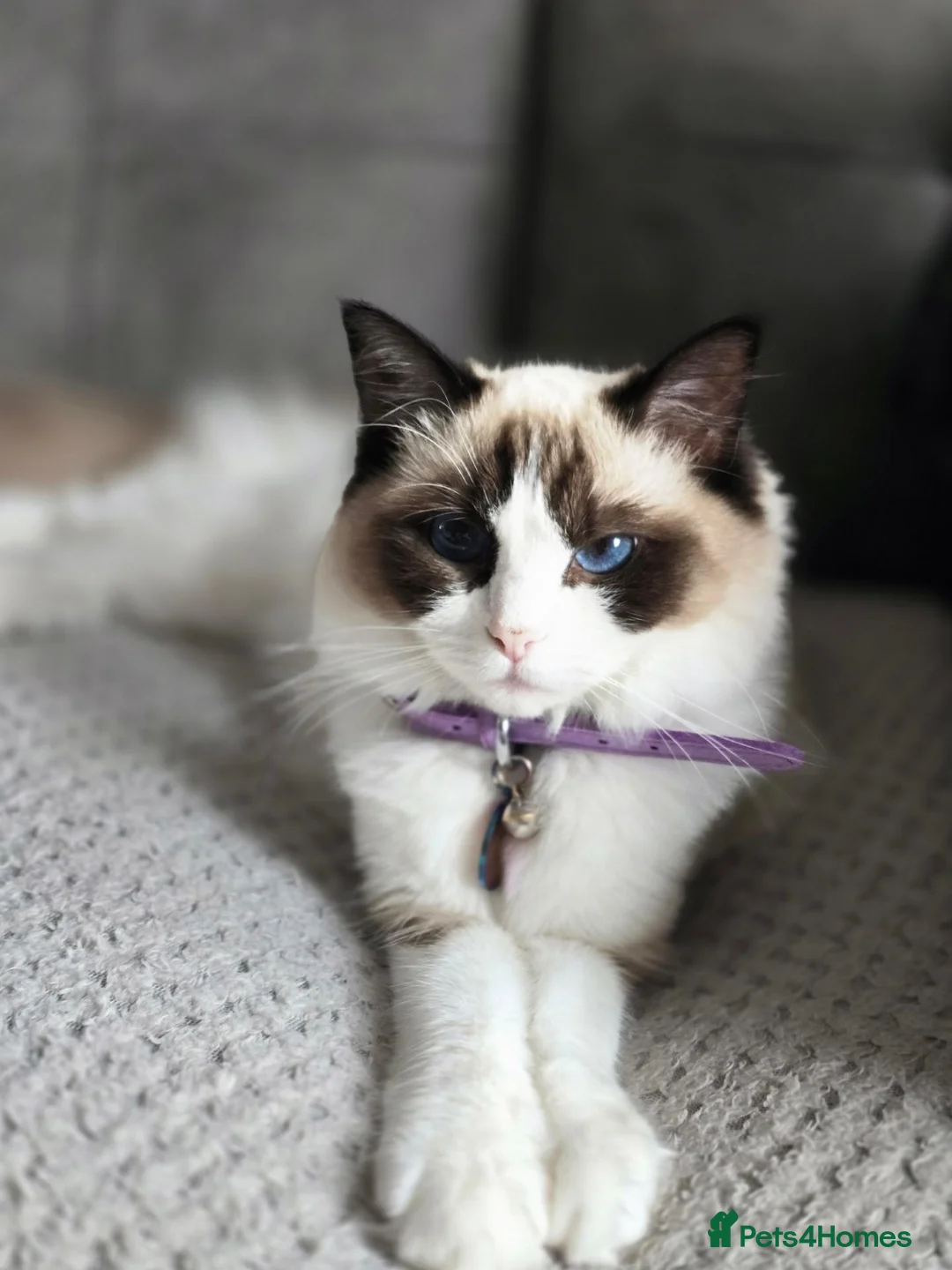 Ragdoll cats for sale: 2 lovable ragdolls - Advert 5