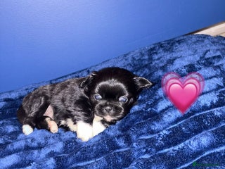 Pekingese dogs Adorable Pekingese puppies - Advert 14