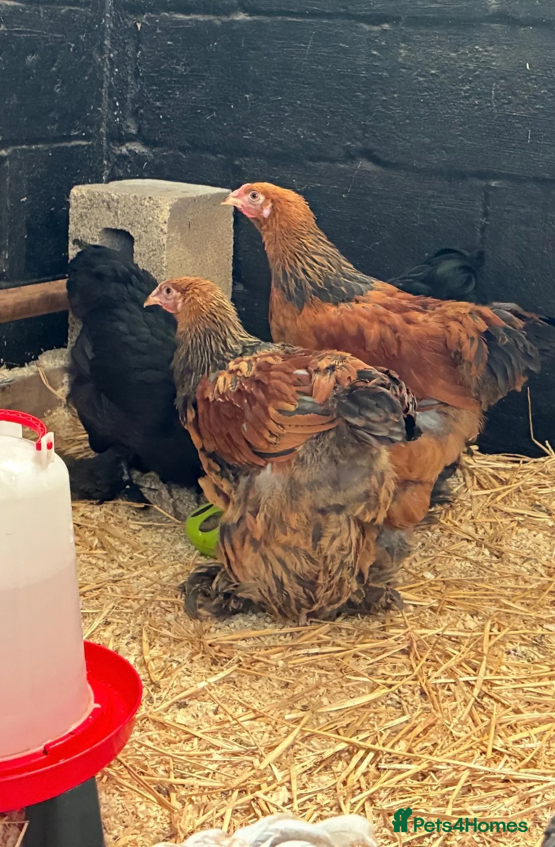 Chickens poultry for sale: Brahma Chickens for sale  - Advert 5