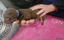 Miniature Dachshund dogs for sale: Miniature dashunds  - Image 19