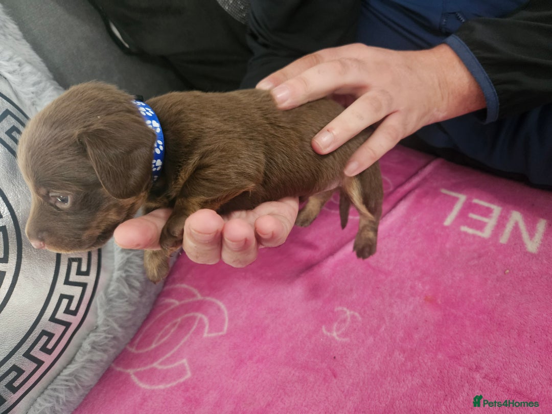 Miniature Dachshund dogs for sale: Miniature dashunds  - Image 19