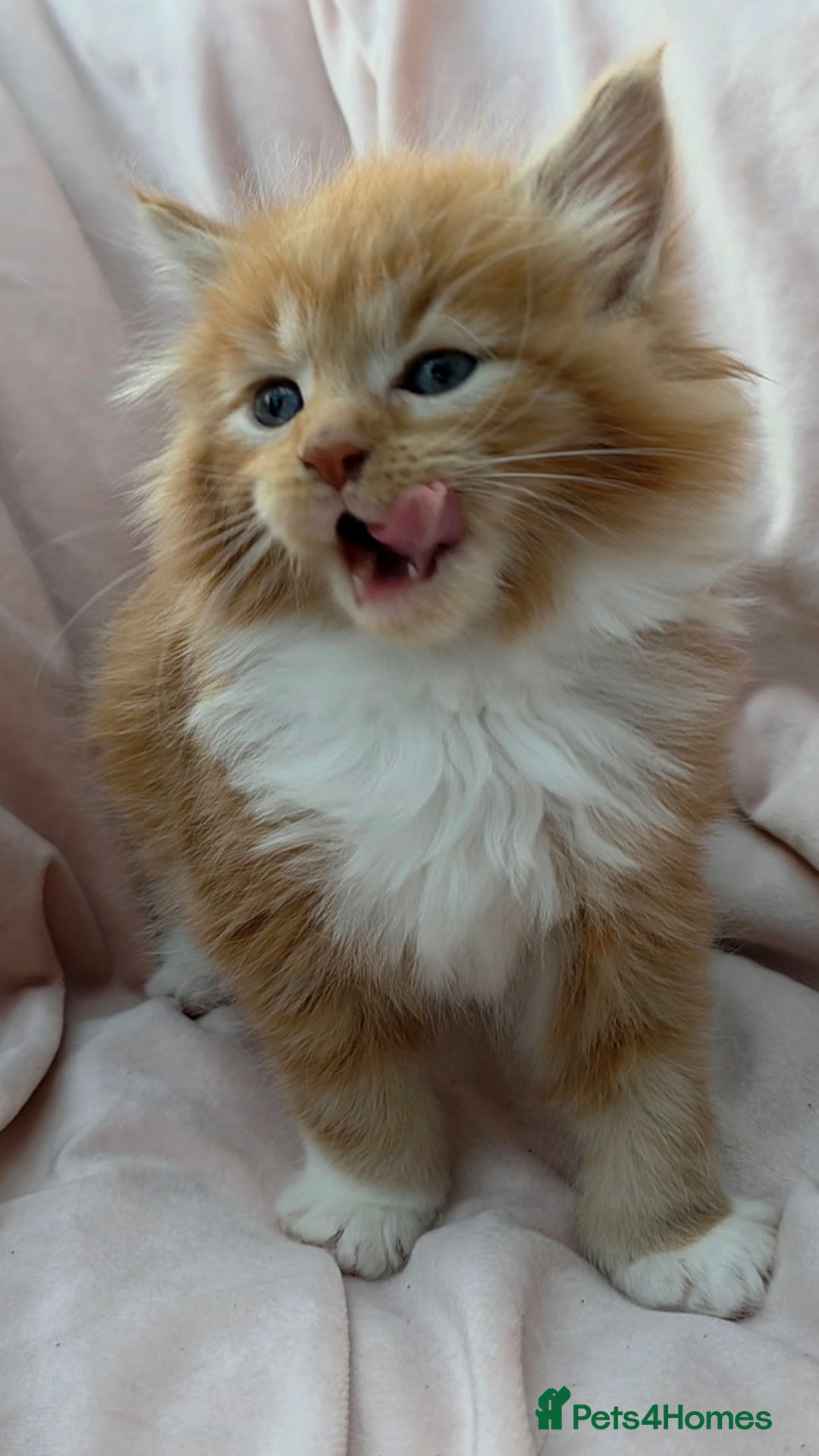 Maine Coon cats for sale: Fluffy Maine Coon Kittens for Sale - Advert 10