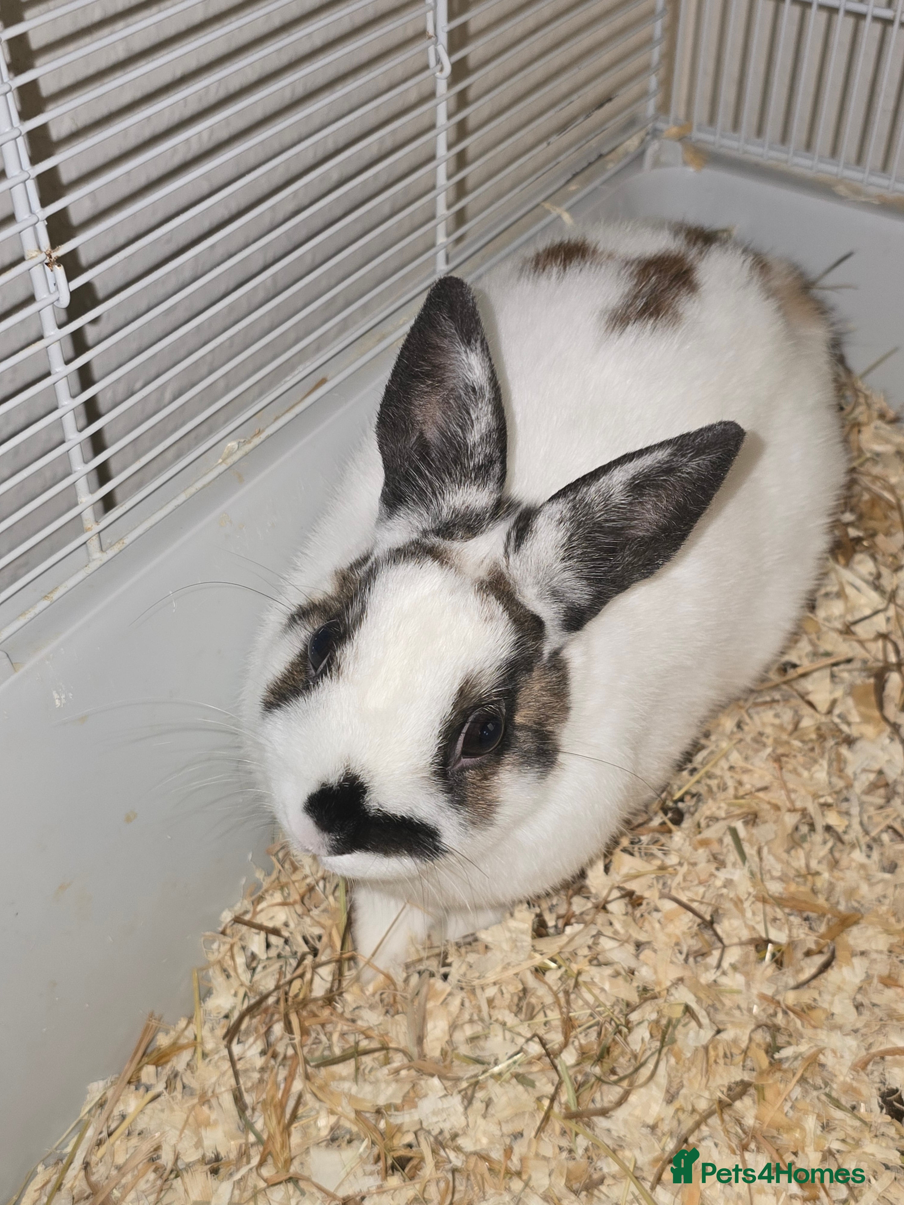 Netherland Dwarf rabbits 3 Netherland Dwarf Bunnies - Advert 1