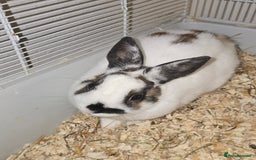 Netherland Dwarf rabbits for sale: 3 Netherland Dwarf Bunnies - Image 1