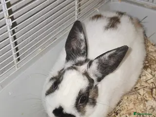 Netherland Dwarf rabbits 3 Netherland Dwarf Bunnies - Advert 3