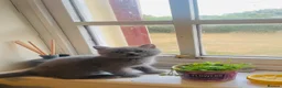 Russian Blue cats for sale: New litter 8wk Russian Blue British Shorthair boys - Advert 19