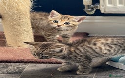 British Shorthair cats for sale: Golden tabby girl  - Image 7