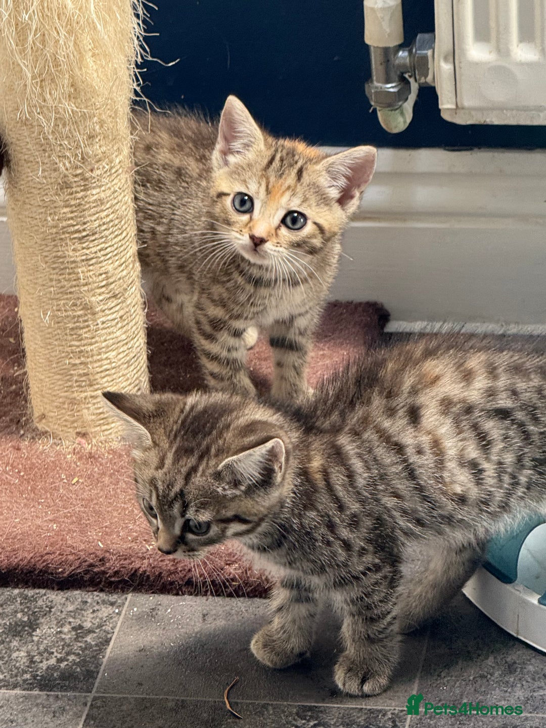 British Shorthair cats for sale: Golden tabby girl  - Image 7