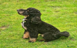 Miniature Poodle dogs for stud: KC Registered Miniature Poodle in Wrexham - Image 3