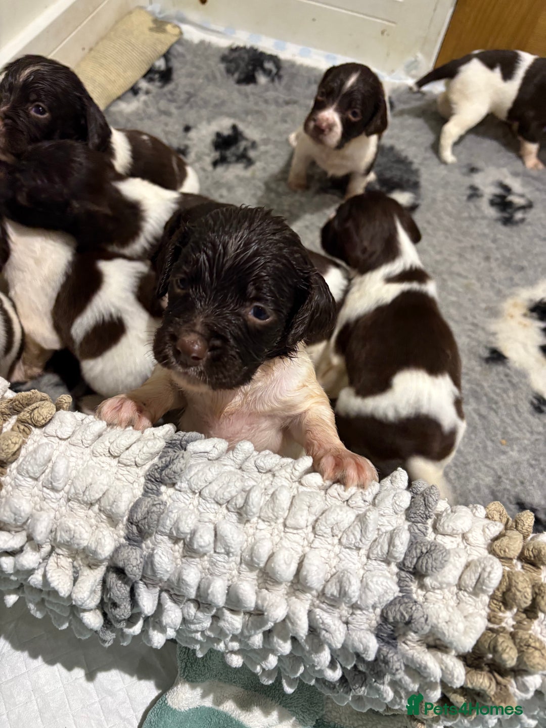 English Springer Spaniel dogs for sale: Quality English springer spaniel puppies  - Advert 14