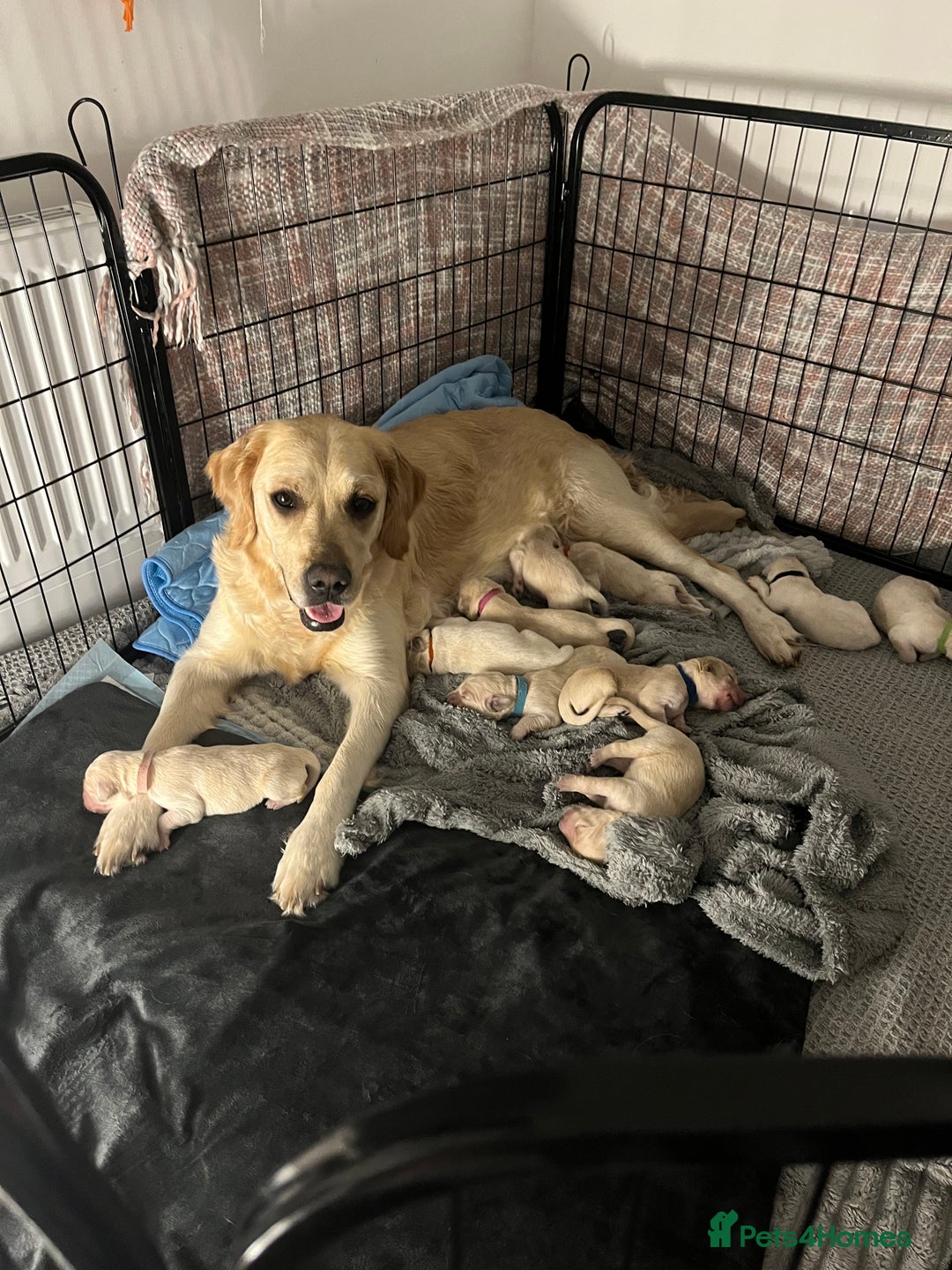 Golden Retriever dogs for sale: Golden retriever  - Advert 6