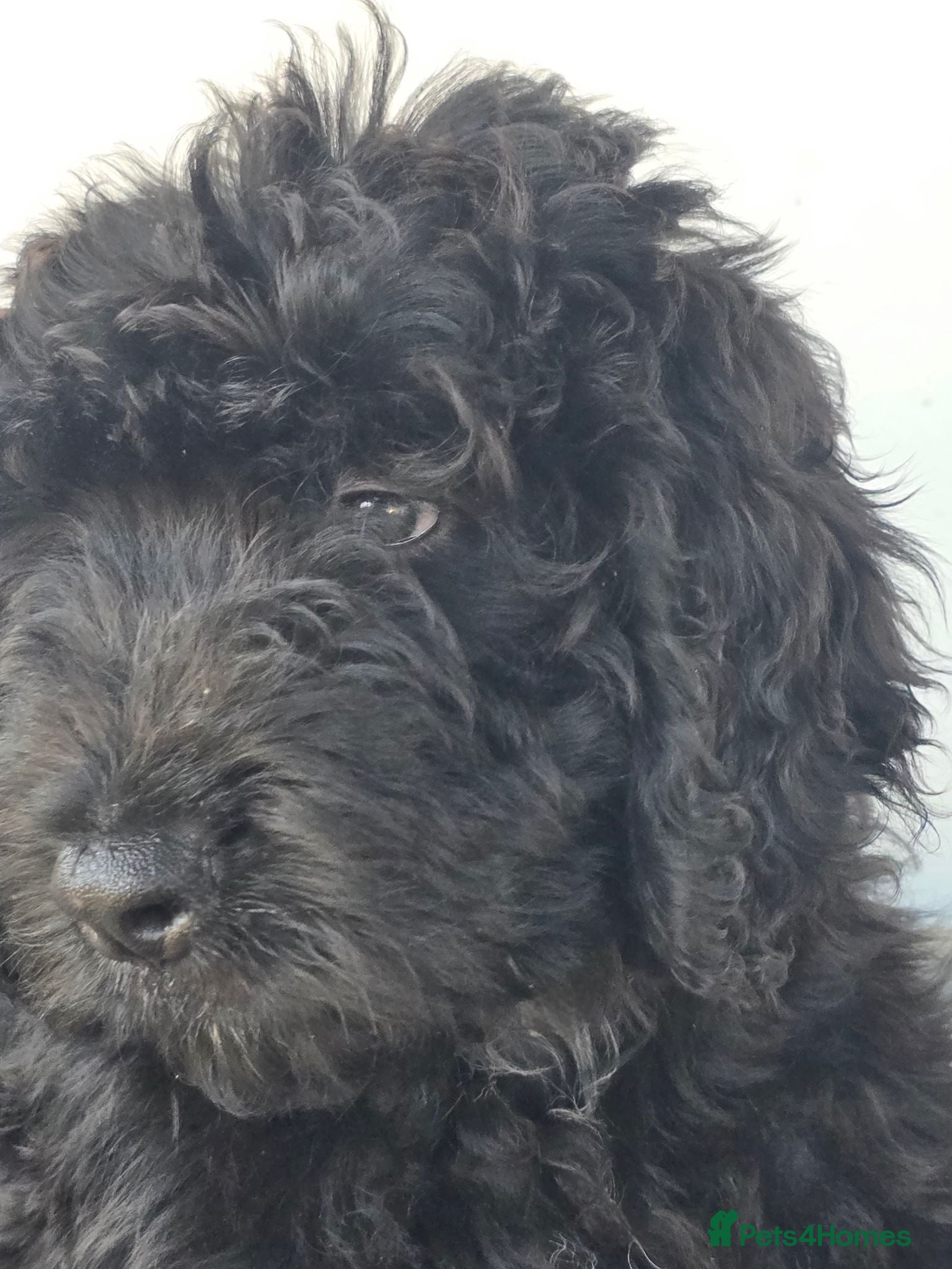Bernedoodle dogs Top Quality BERNEDOODLE Puppies  - Advert 7