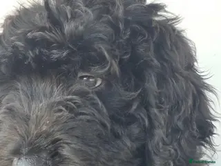 Bernedoodle dogs Top Quality BERNEDOODLE Puppies - Advert 11
