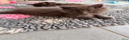 Maine Coon cats for sale: Council licensed TICA Maine Coon kittens - Advert 6