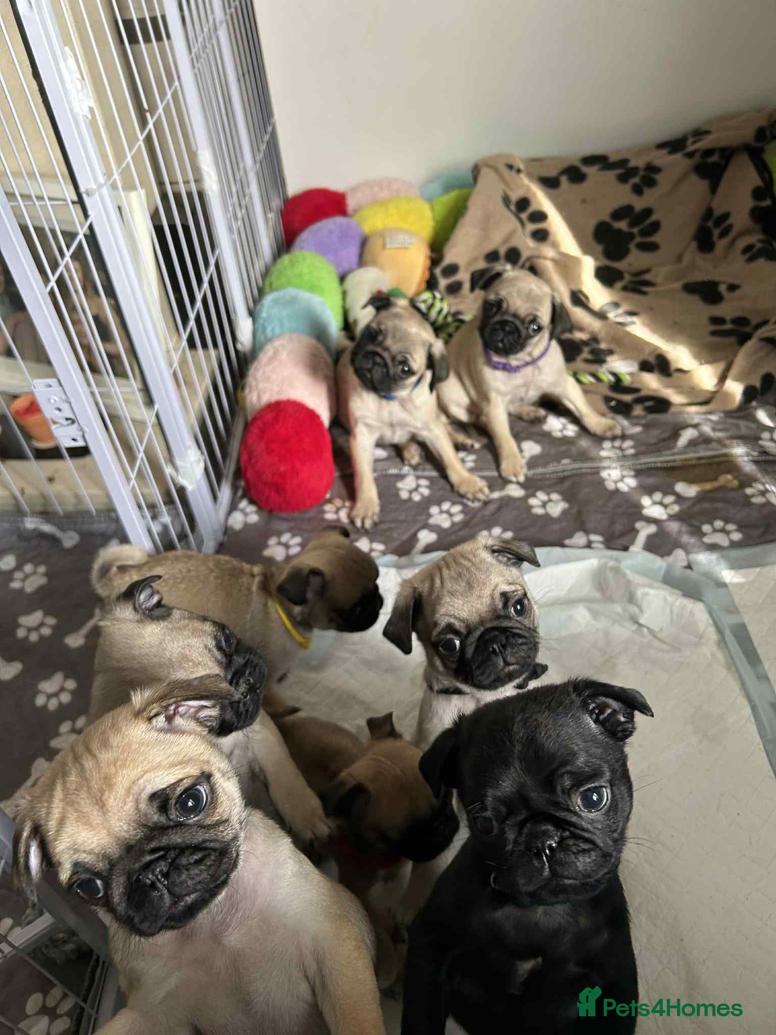 Pug dogs kc reg pug babies. - Advert 1