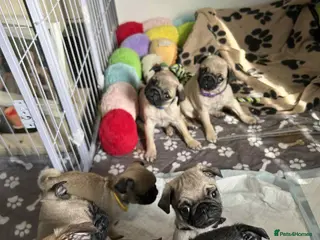 Pug dogs kc reg pug babies. - Advert 1