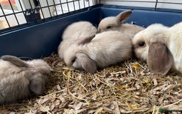 Mini Lop rabbits for sale: Pure bred mini lop rabbits - Image 2