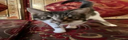 Turkish Van cats for sale: Kittens for free  in London - Advert 6