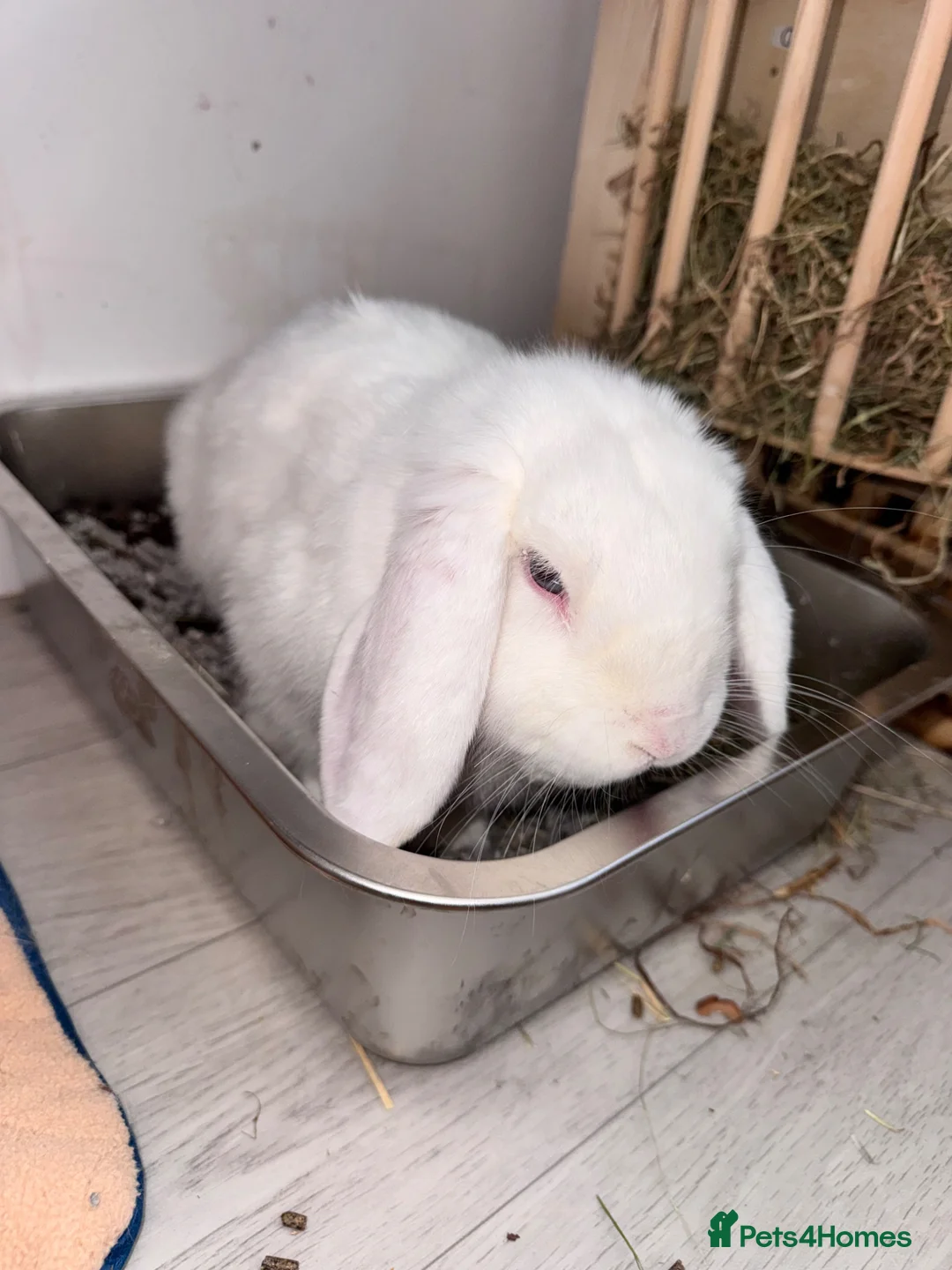 Mini Lop rabbits for sale: White male mini lop in Wickford - Advert 2