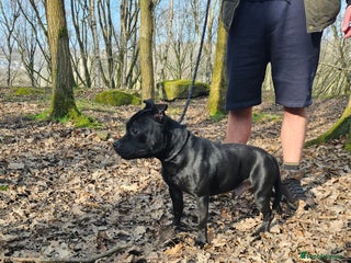 Staffordshire Bull Terrier dogs - Advert 14