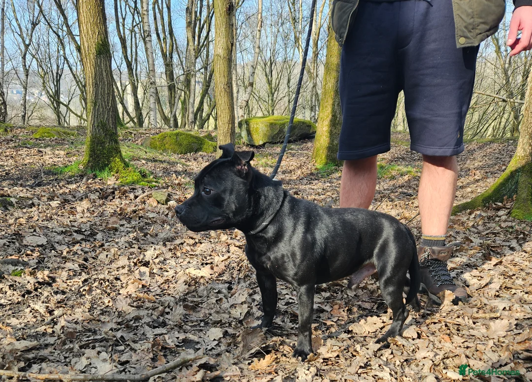 Staffordshire Bull Terrier dogs for stud: BLACK, Health tested kc registered STAFFORD STUD - Advert 2