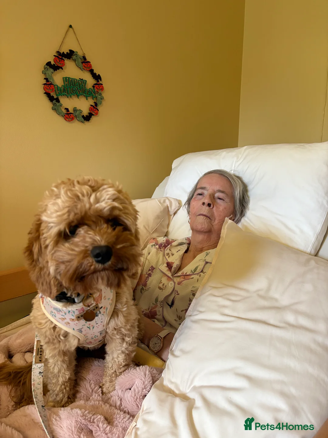 Cavapoo dogs for sale: River toy cavapoo - Advert 6