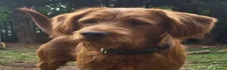 Labradoodle dogs for sale: Labradoodle for red - Advert 1