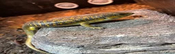 Skink reptiles for sale: Breeding pair Berber skinks  in Colwyn Bay - Advert 1