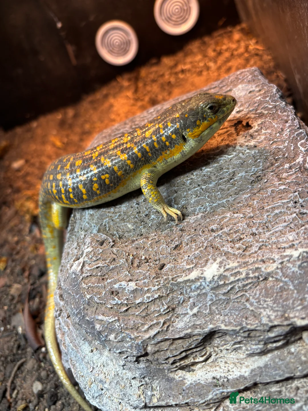 Skink reptiles for sale: Breeding pair Berber skinks  in Colwyn Bay - Advert 1