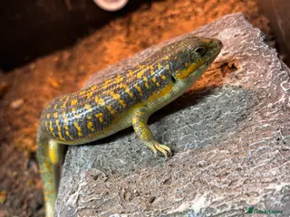 Skink reptiles Breeding pair Berber skinks - Advert 1