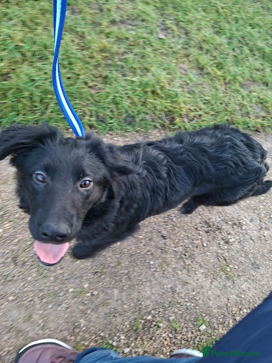 Mixed Breed dogs for adoption: Tara - North Walsham Norfolk  - Advert 11
