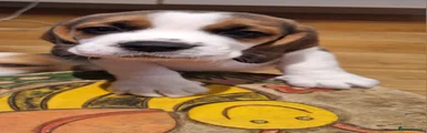 Beagle 3