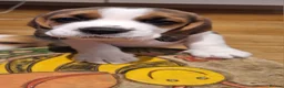 Beagle dogs for sale: Beagle puppies  - Advert 3